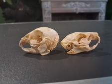 Lot de 2 crânes ; cochon