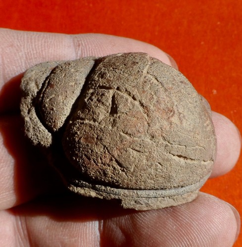 Cranidium trilobite du - cranidium,