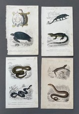 Histoire Naturelle, Reptiles