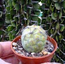 TEPHROCACTUS GEOMETRICUS VARIEGATA   cactus copiapoa kakteen ortegocactus cacti4