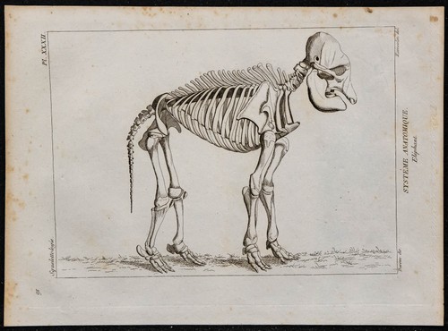 1825 squelette d - 1825, d'éléphant