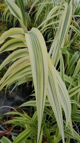 Arundo donax ely canne - canne, de