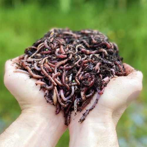 Vers compost vivants - de,