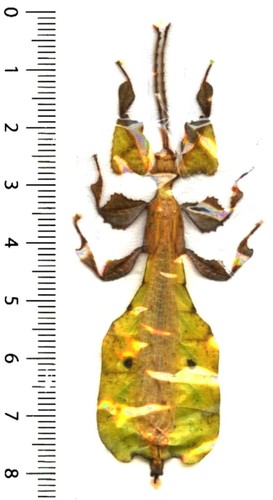 Phyllidae phyllium - phyllidae,