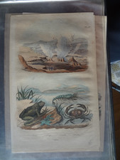 Gravure ancienne XIX Nature 