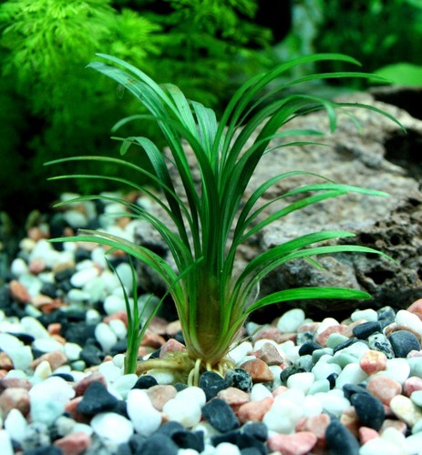 Ophiopogon kyoto petite plante - ophiopogon,