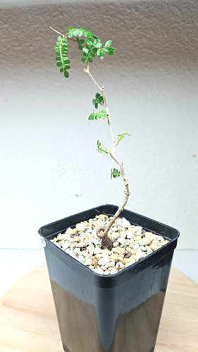 Operculicarya pachypus