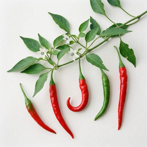 Graines piments cayenne - graines,