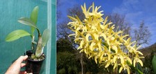 Dendrobium speciosum Goldimoon