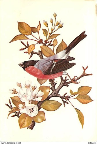 Carte postale animaux - carte,