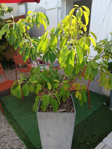 Ficus superba var japonica - ficus,
