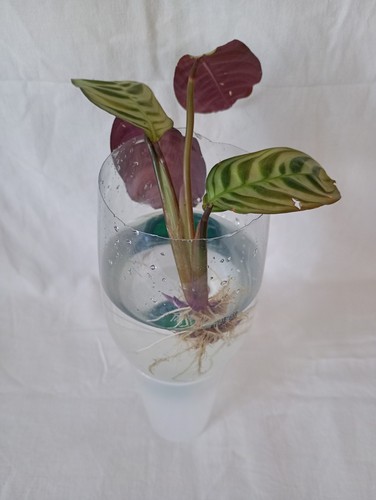 Ctenanthe burle marxii - burle,