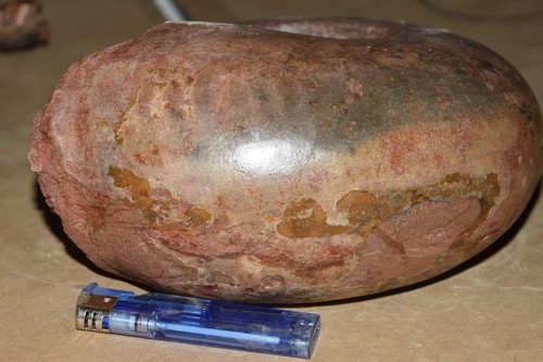 Géante ammonite metalegoceras - ammonite,