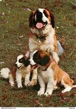 Animaux - Chiens - Saint Bernard - Chiots - Elevage du Relais du Petit St Bernar