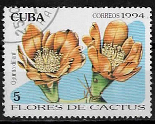 1994 cactus opuntia - 1994., cactus.