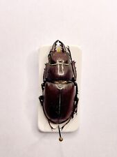 Entomology Taxidermy: Lucanus Tetraodon. Italy, Elba Island 33mm+/-. A1