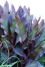 Canna musaefolia Rubrum °