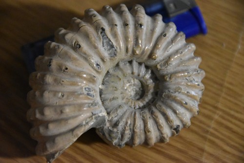 Ammonite douvilleiceras - ammonite,