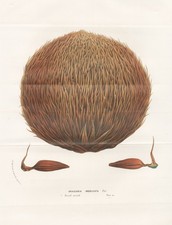 Araucaria Imbricata Araucaria