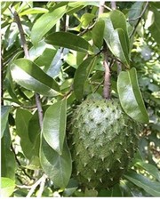 Annona Muricata Graviola Soursop Guanabana Potted Tropical 5-7 inches