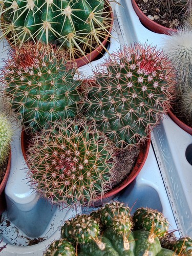 Cactus mammillaria - cactus,