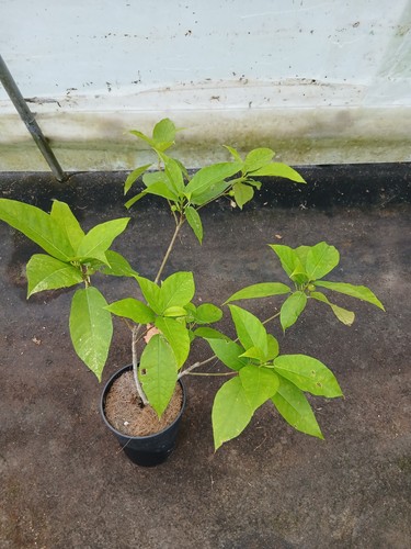 Ficus erecta amazing plant - erecta, (amazing