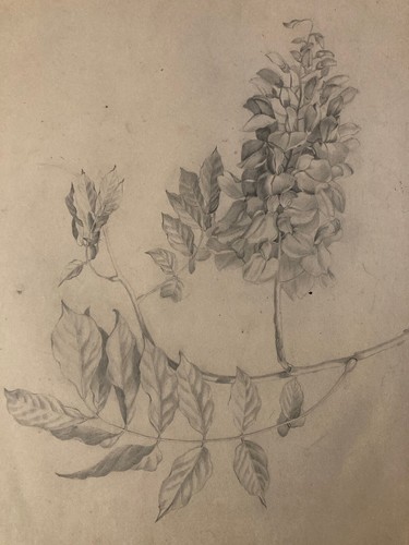 Beau dessin 1900 crayon - dessin,