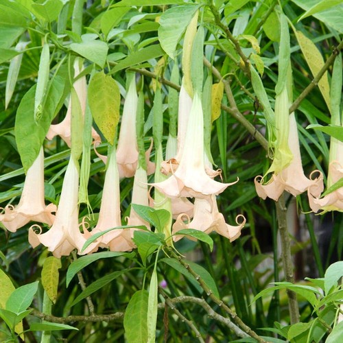 Brugmansia arborea 70cm - brugmansia, |