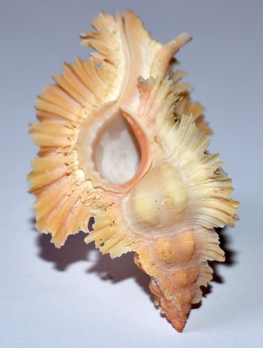 Sea shell coquillages - sea,