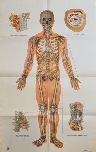 Rare vintage grande - , planche