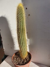 Cactus cierge - Vatricania
