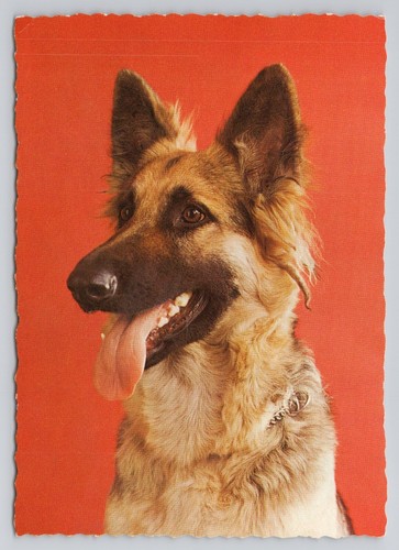 Schaferhund shepherd dog - shepherd,