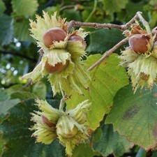 Noisetier Barcelone 2L -