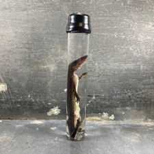 #2 - Spécimen humide de gecko léopard (Eublepharis Macularius)