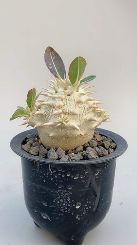 Raresucculent plant - raresucculent,