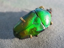 BROCHE ANCIENNE SCARABEE