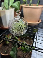 Custom High Quality  Glass Hanging Air Plant Terrarium 