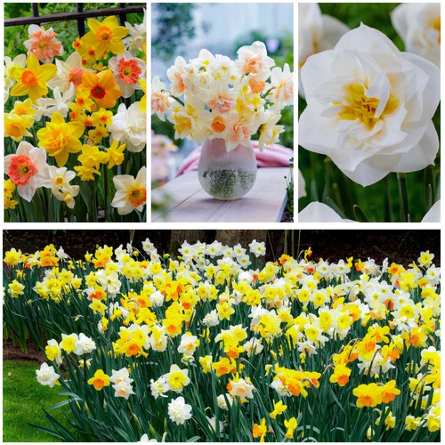 Bulbes jonquilles rustique - jonquilles,