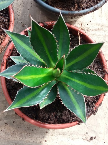 Agave lophantha univitatta - lophantha,