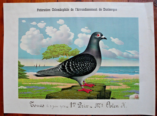 Poster dovecote federation - poster,