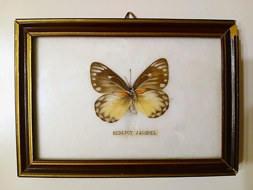 Ancien cadre avec papillon 