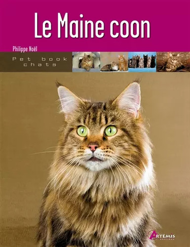 Maine coon philippe - maine,