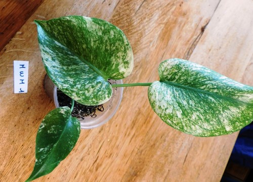 Monstera white monster - monstera,