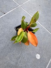 Philodendron Prince of Orange