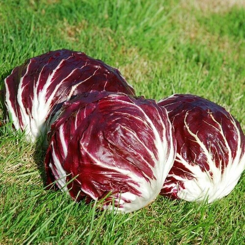 Radicchio palla rossa - radicchio,