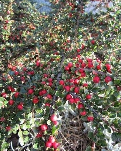 Cotoneaster nain rampant - ♫,