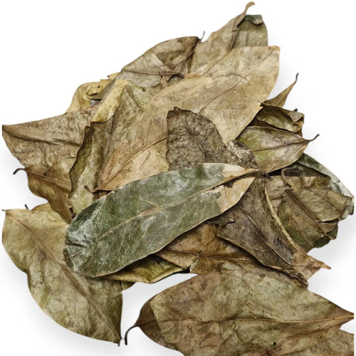 Feuille graviola séchée - feuille, de