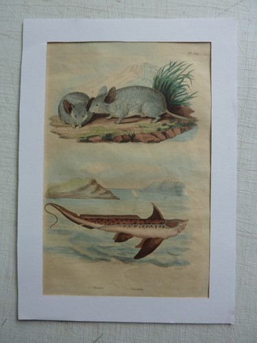 Gravure couleurs xixe - couleurs, *