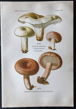 1891 - Planche couleur