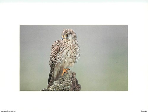 Carte postale animaux - carte,